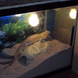 my bearded dragon