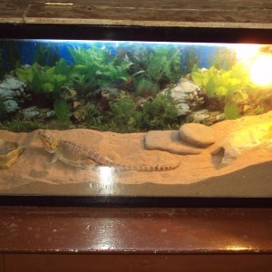 my bearded dragon