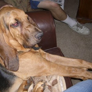 Bloodhound