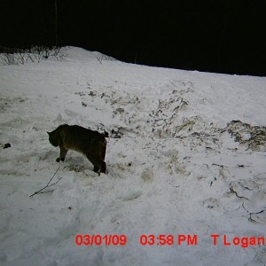 bobcat