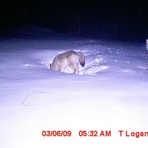 couple of coyote