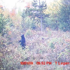 bear