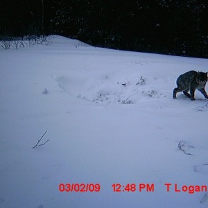 bobcat