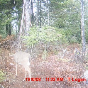 doe