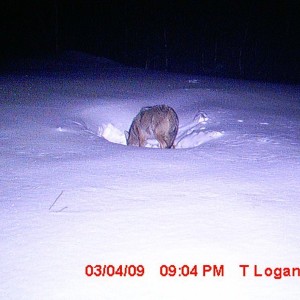 coyote