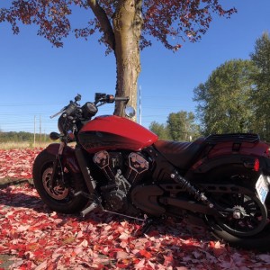 Indian scout bobber