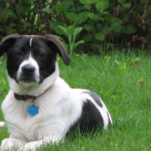 Rocco II