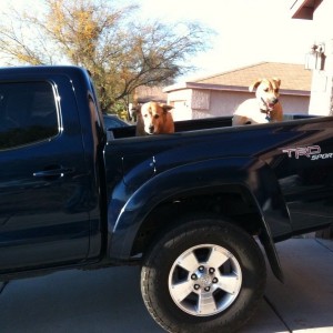 My dogs