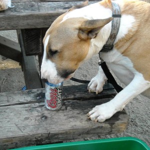 Cody was thirsty