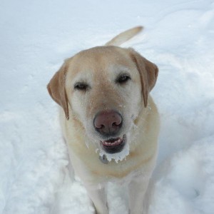 my dog Diesel !