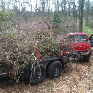 trees_on_trailer