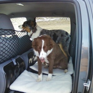 Red Aussie,Blue Aussie