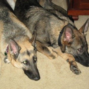 Dogs