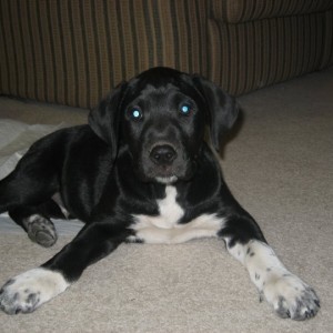 Puppy