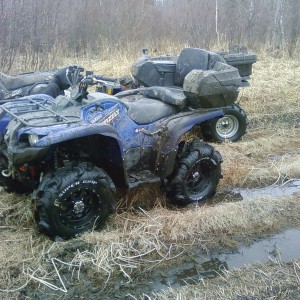 grizzly