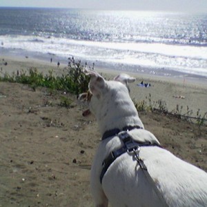 rex @ beach