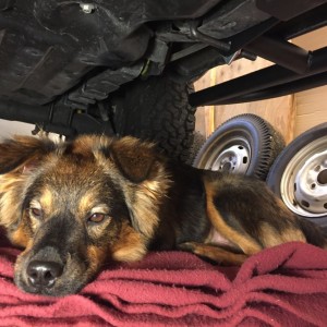 Doggo - Zero help