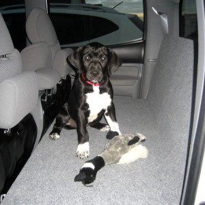 Puppy-Platform-4