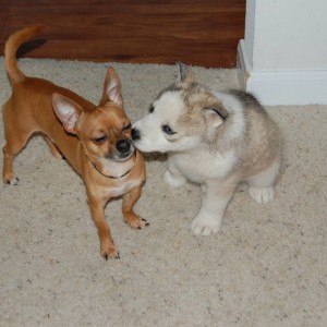 Shiloh's first day home, says hi to King