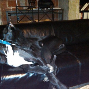 Diesel on his couch