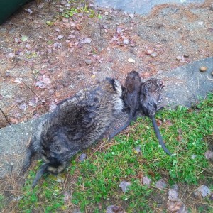 11-03-18