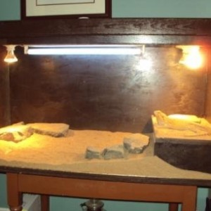 the new tank i built for my bearded dragon