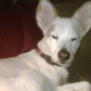 Butters