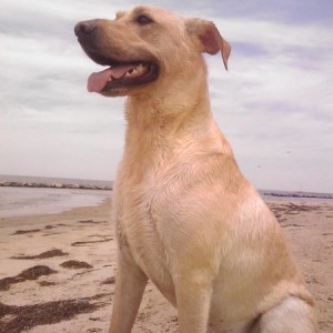 Kash_beach