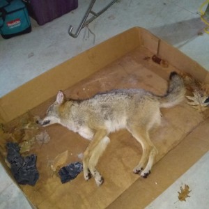 Coyote 1 2018