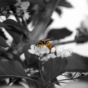 DSC_1038_BEE