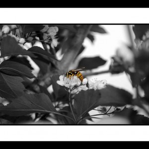 DSC_1038_BEE_2