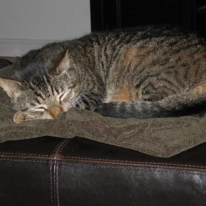 SleepyTaco