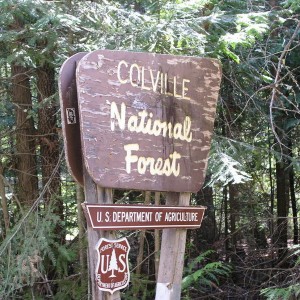 Colville Forest