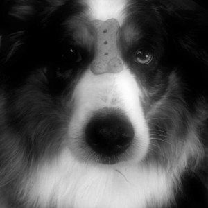"Jake" My Aussie Sheperd