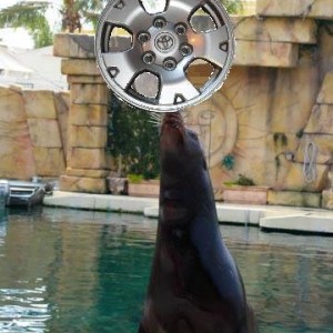 seal_wheel
