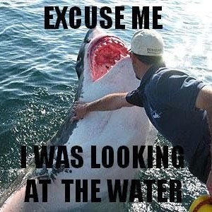 shark