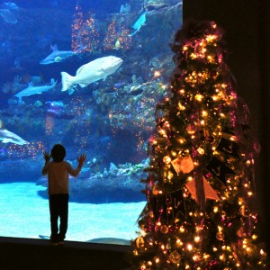 NC Aquarium Festival Of Trees