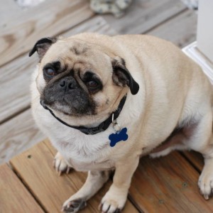 Ralphie_the_Butterball_Pug