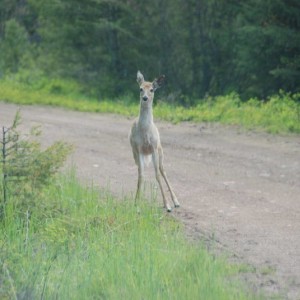 Deer