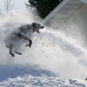 whargarbl_snow_edition