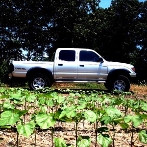 cotton