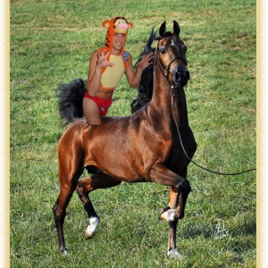 Tigeronhorse_copy