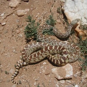 sonoran_gopher_snake