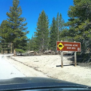Active Bear Zone... AWESOME!