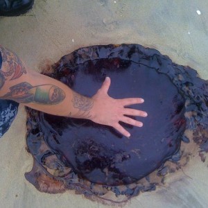 jellyfish