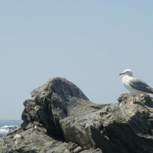 Portland, Me