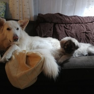 Kodi gotcha day