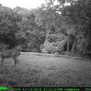 food_plot_2010_018