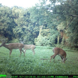 food_plot_2010_017