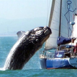 ss-100721-whale-02_grid-8x2